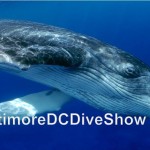 DC Dive Show