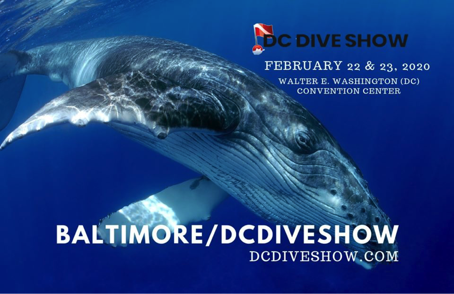 DC Dive Show